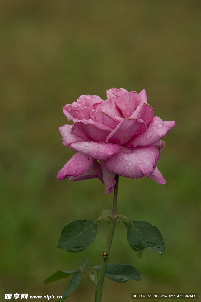 紫色月季花