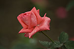 红色月季花