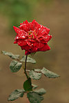 红色月季花