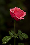 红色月季花