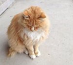 沉思中的猫