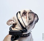 狗