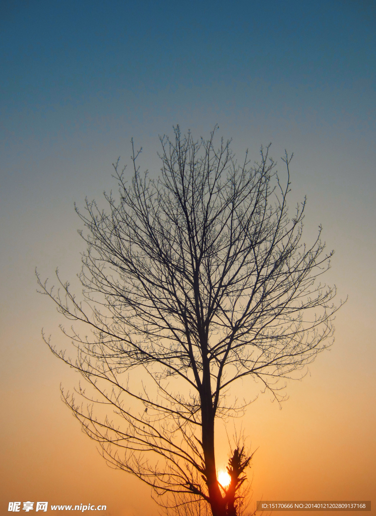 树杈夕阳