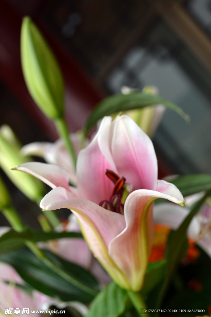 鲜花百合