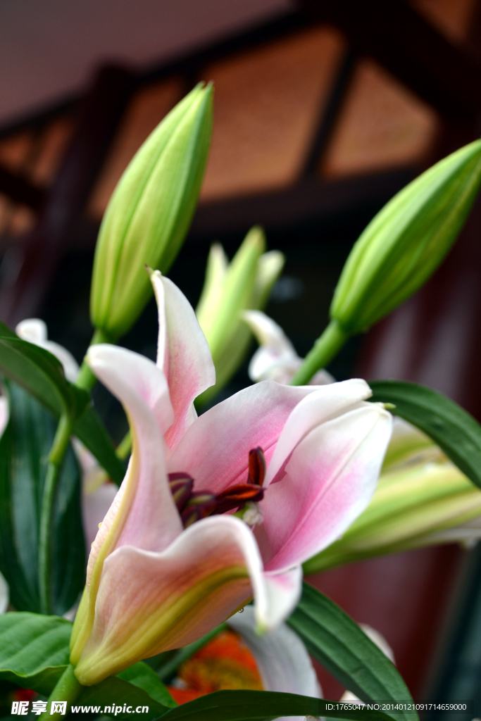 鲜花百合