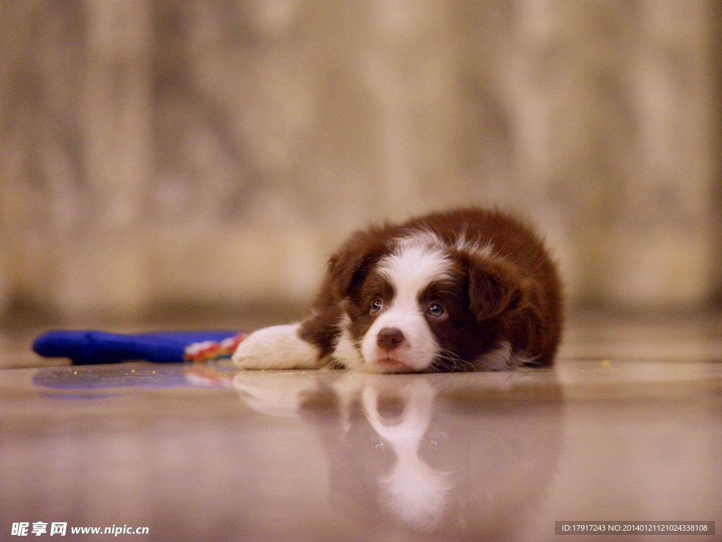 边境牧羊犬幼犬