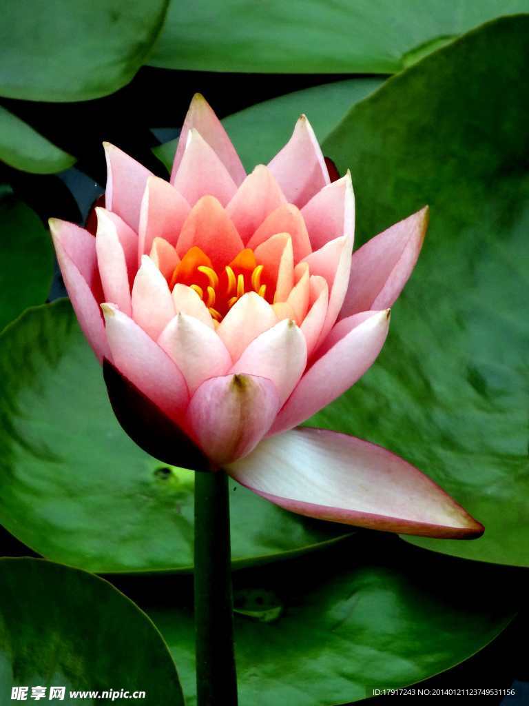 莲花