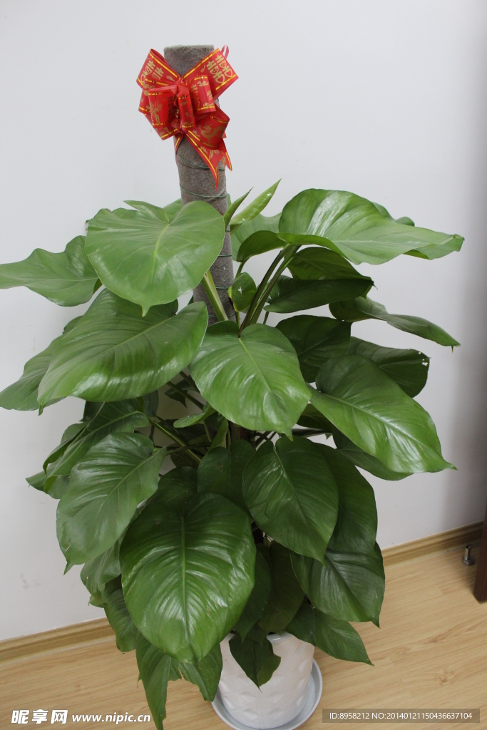 植物 红丝绸