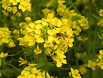 蜜蜂 油菜花