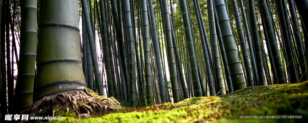 竹林