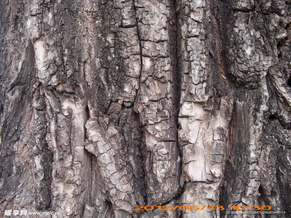 树皮背景