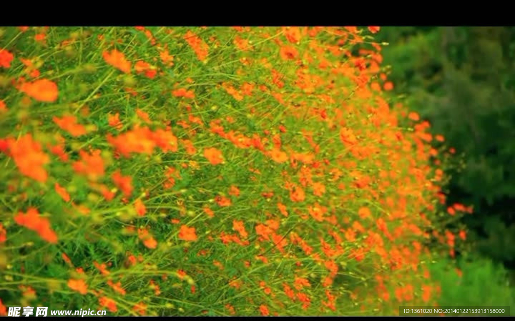 花草视频素材