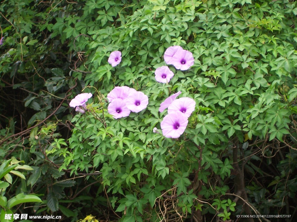 牵牛花
