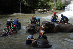 河水 大象 戏水