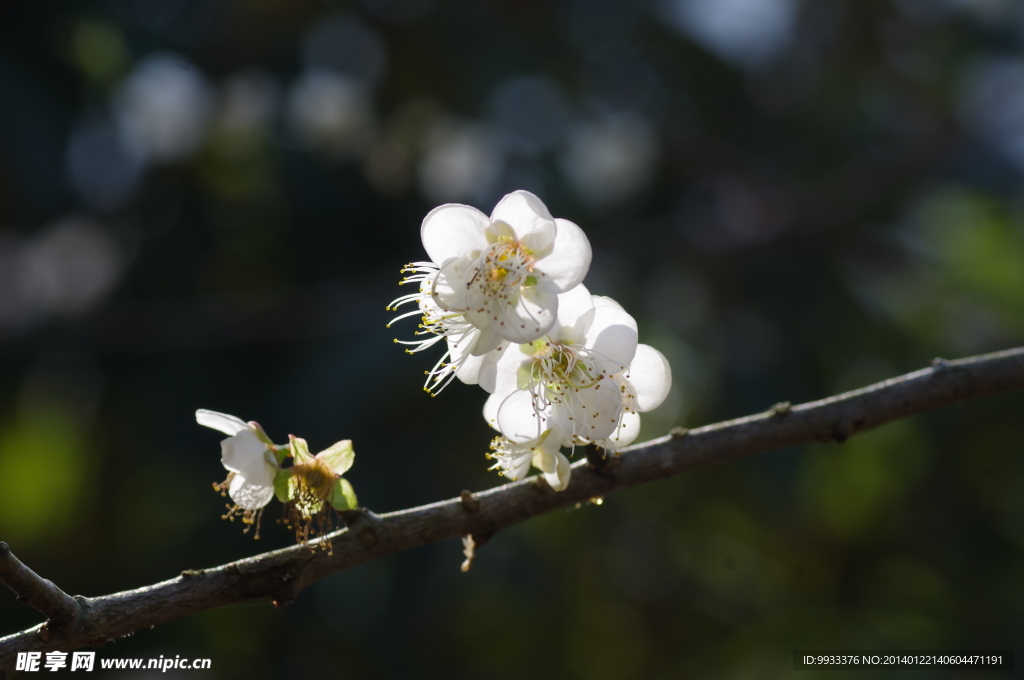 梅花