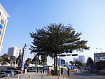 大树