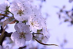 梨花