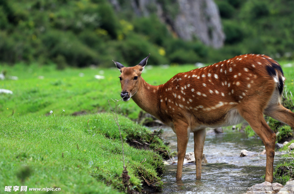 水渠小鹿