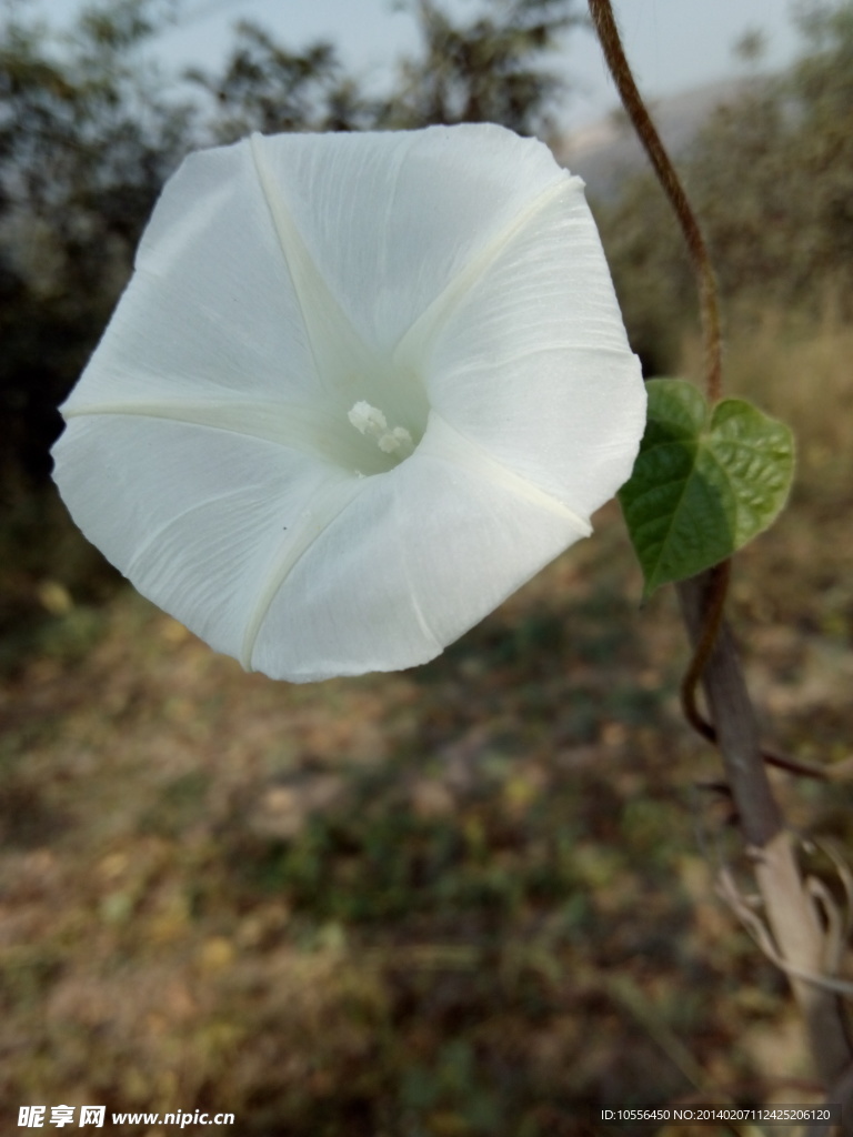 白色的牵牛花