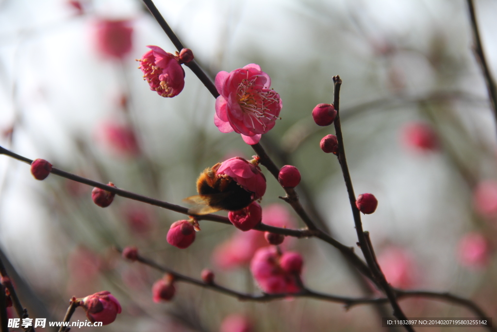 小蜜蜂的采蜜