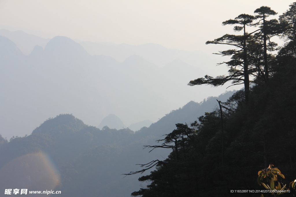 山中翠柏