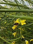 蜜蜂采蜜