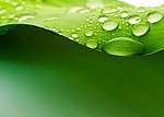 绿色 水珠