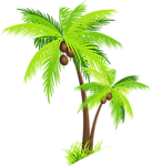 椰树 插画