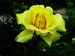 花中抱子