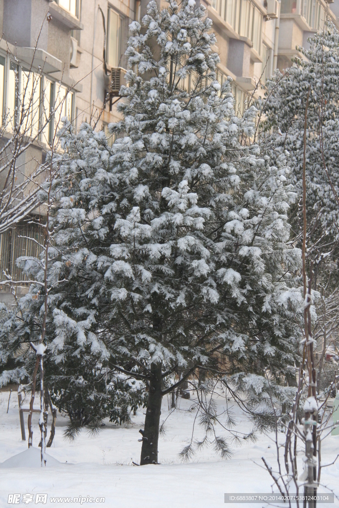雪中树