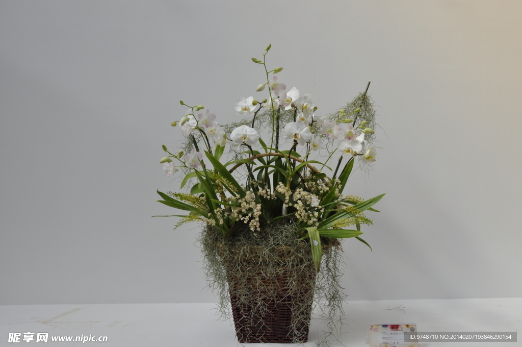 兰花展作品