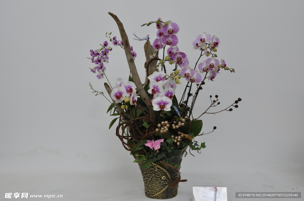 兰花展作品
