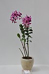 兰花展作品