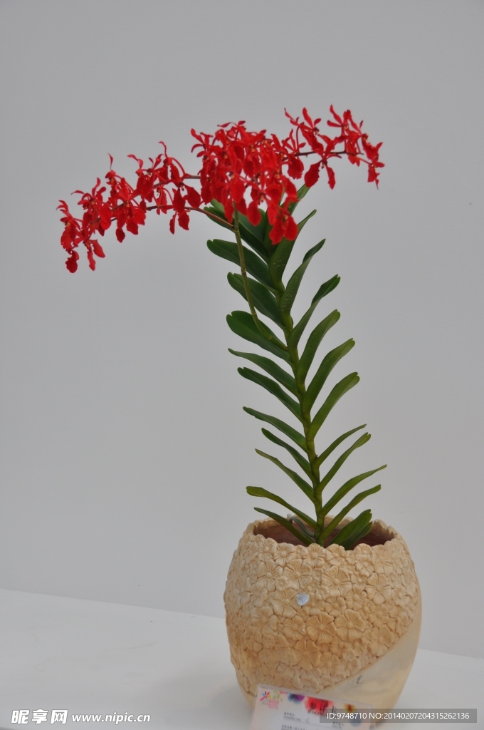 兰花展作品