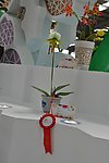 兰花展作品