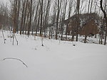春雪