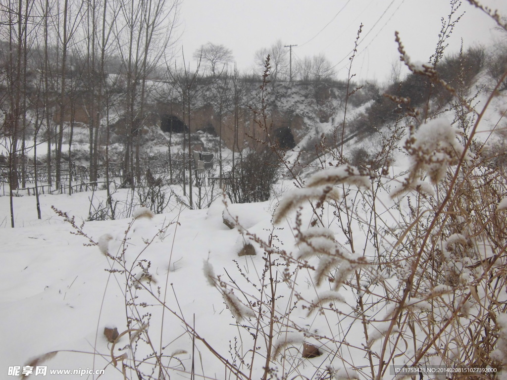 丛林春雪