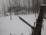 丛林春雪