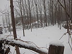 丛林春雪