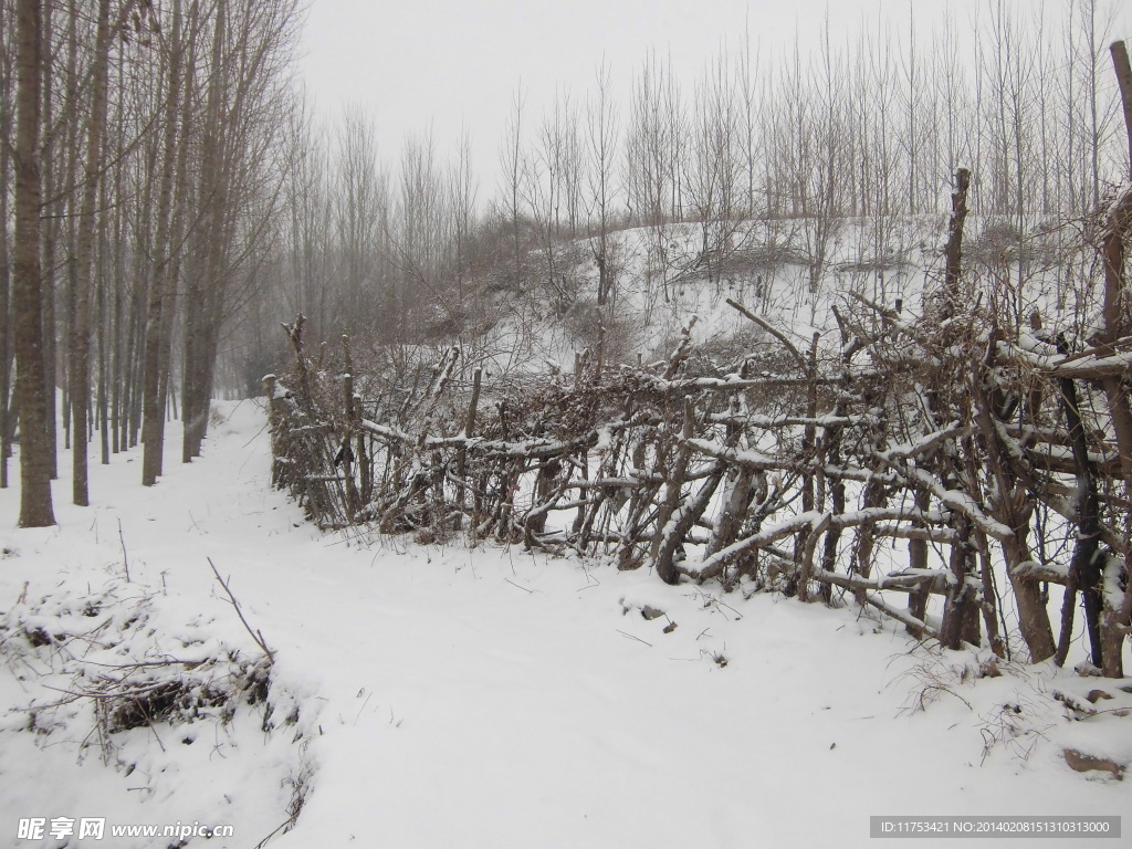 丛林春雪