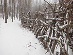 丛林春雪