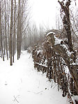 丛林春雪