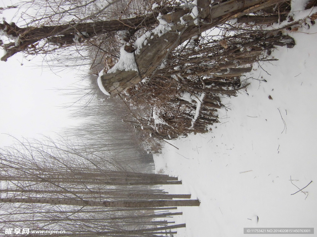 丛林春雪