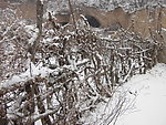 春雪