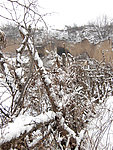 丛林春雪