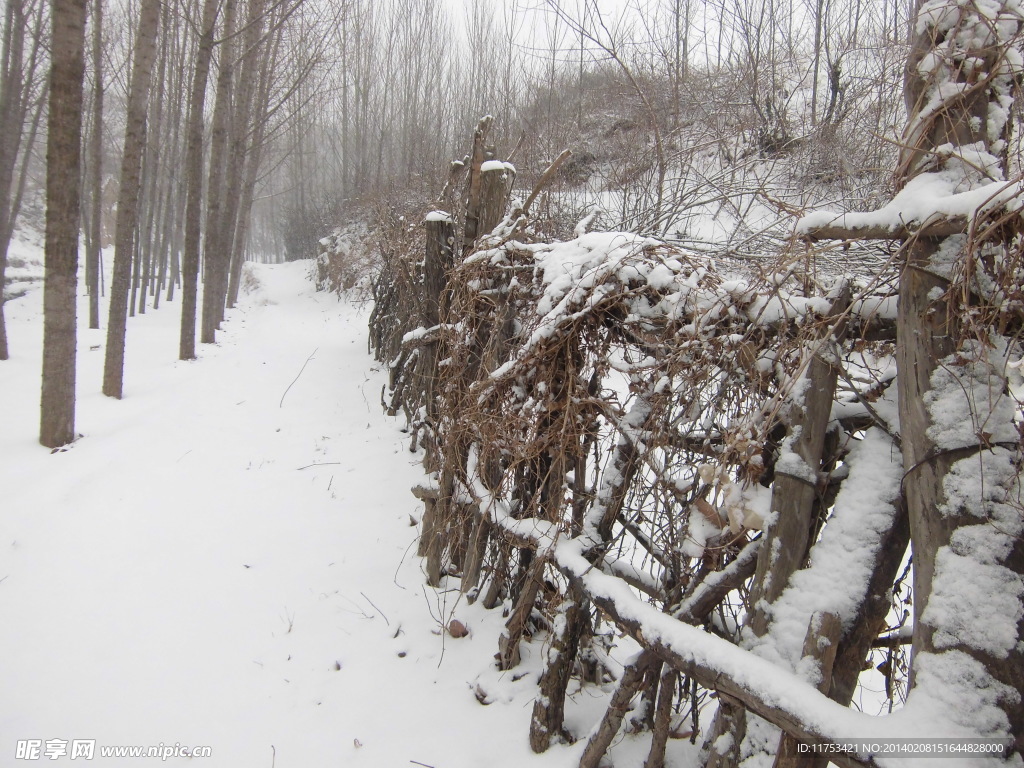 丛林春雪