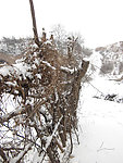 春雪