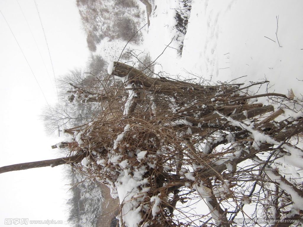 春雪