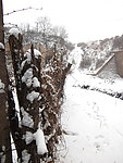 春雪