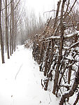 丛林春雪